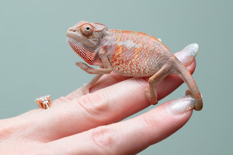 Holdbacks/Individuals: Ambilobe offspring from "Tefy-olana Zandry" (AKA Iron Man Jr) x "Raozy-rano" (AKA Rose Water) - Hatched June 2025 - Male #3