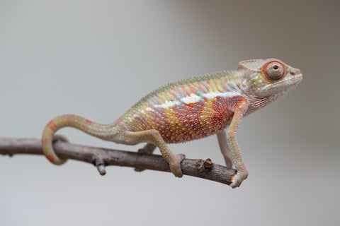 Holdbacks/Individuals: Ambilobe offspring from "Tefy-olana Zandry" (AKA Iron Man Jr) x "Raozy-rano" (AKA Rose Water) - Hatched June 2025 - Male #4