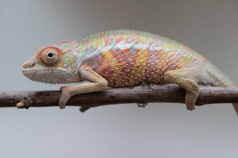 Holdbacks/Individuals: Ambilobe offspring from "Tefy-olana Zandry" (AKA Iron Man Jr) x "Raozy-rano" (AKA Rose Water) - Hatched June 2025 - Male #4