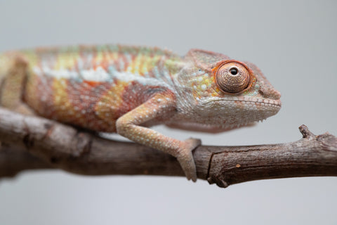 Holdbacks/Individuals: Ambilobe offspring from "Tefy-olana Zandry" (AKA Iron Man Jr) x "Raozy-rano" (AKA Rose Water) - Hatched June 2025 - Male #4