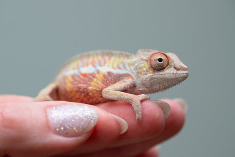 Holdbacks/Individuals: Ambilobe offspring from "Tefy-olana Zandry" (AKA Iron Man Jr) x "Raozy-rano" (AKA Rose Water) - Hatched June 2025 - Male #4