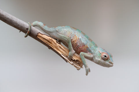 Holdbacks/Individuals: Ambilobe offspring from "Tefy-olana Zandry" (AKA Iron Man Jr) x "Raozy-rano" (AKA Rose Water) - Hatched June 2025 - Male #5