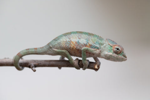 Holdbacks/Individuals: Ambilobe offspring from "Tefy-olana Zandry" (AKA Iron Man Jr) x "Raozy-rano" (AKA Rose Water) - Hatched June 2025 - Male #5