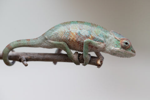 Holdbacks/Individuals: Ambilobe offspring from "Tefy-olana Zandry" (AKA Iron Man Jr) x "Raozy-rano" (AKA Rose Water) - Hatched June 2025 - Male #5