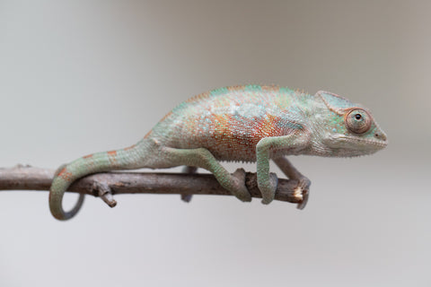 Holdbacks/Individuals: Ambilobe offspring from "Tefy-olana Zandry" (AKA Iron Man Jr) x "Raozy-rano" (AKA Rose Water) - Hatched June 2025 - Male #5