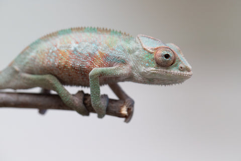 Holdbacks/Individuals: Ambilobe offspring from "Tefy-olana Zandry" (AKA Iron Man Jr) x "Raozy-rano" (AKA Rose Water) - Hatched June 2025 - Male #5