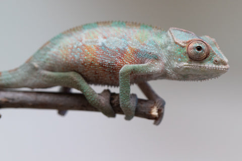 Holdbacks/Individuals: Ambilobe offspring from "Tefy-olana Zandry" (AKA Iron Man Jr) x "Raozy-rano" (AKA Rose Water) - Hatched June 2025 - Male #5