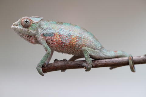 Holdbacks/Individuals: Ambilobe offspring from "Tefy-olana Zandry" (AKA Iron Man Jr) x "Raozy-rano" (AKA Rose Water) - Hatched June 2025 - Male #5