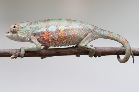 Holdbacks/Individuals: Ambilobe offspring from "Tefy-olana Zandry" (AKA Iron Man Jr) x "Raozy-rano" (AKA Rose Water) - Hatched June 2025 - Male #5