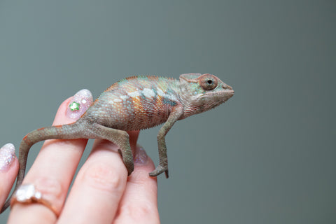 Holdbacks/Individuals: Ambilobe offspring from "Tefy-olana Zandry" (AKA Iron Man Jr) x "Raozy-rano" (AKA Rose Water) - Hatched June 2025 - Male #5
