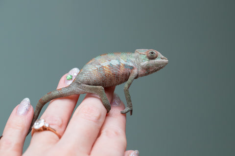 Holdbacks/Individuals: Ambilobe offspring from "Tefy-olana Zandry" (AKA Iron Man Jr) x "Raozy-rano" (AKA Rose Water) - Hatched June 2025 - Male #5
