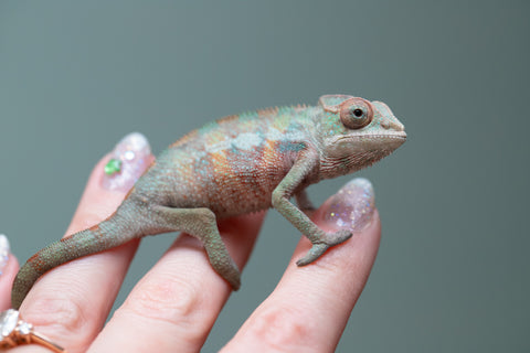 Holdbacks/Individuals: Ambilobe offspring from "Tefy-olana Zandry" (AKA Iron Man Jr) x "Raozy-rano" (AKA Rose Water) - Hatched June 2025 - Male #5