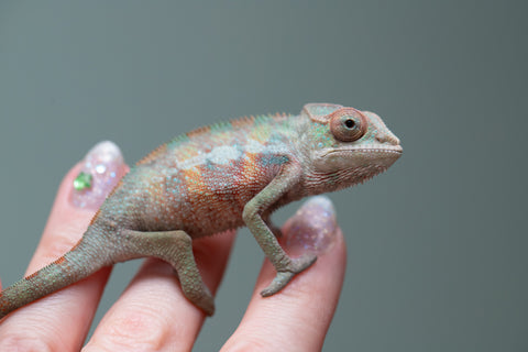 Holdbacks/Individuals: Ambilobe offspring from "Tefy-olana Zandry" (AKA Iron Man Jr) x "Raozy-rano" (AKA Rose Water) - Hatched June 2025 - Male #5