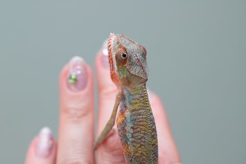 Holdbacks/Individuals: Ambilobe offspring from "Tefy-olana Zandry" (AKA Iron Man Jr) x "Raozy-rano" (AKA Rose Water) - Hatched June 2025 - Male #6