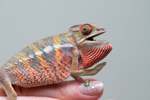 Holdbacks/Individuals: Ambilobe offspring from "Tefy-olana Zandry" (AKA Iron Man Jr) x "Raozy-rano" (AKA Rose Water) - Hatched June 2025 - Male #6