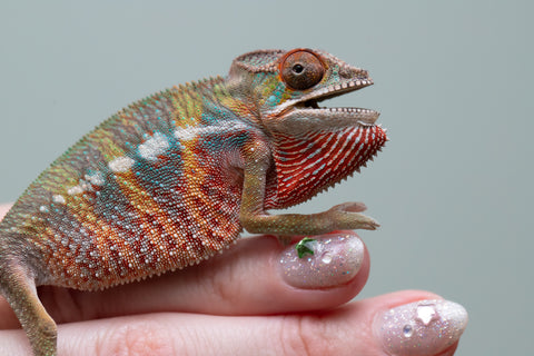 Holdbacks/Individuals: Ambilobe offspring from "Tefy-olana Zandry" (AKA Iron Man Jr) x "Raozy-rano" (AKA Rose Water) - Hatched June 2025 - Male #6
