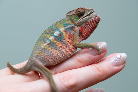 Holdbacks/Individuals: Ambilobe offspring from "Tefy-olana Zandry" (AKA Iron Man Jr) x "Raozy-rano" (AKA Rose Water) - Hatched June 2025 - Male #6