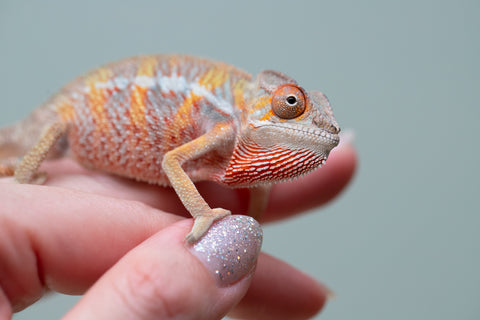 Holdbacks/Individuals: Ambilobe offspring from "Tefy-olana Zandry" (AKA Iron Man Jr) x "Raozy-rano" (AKA Rose Water) - Hatched June 2025 - Male #6