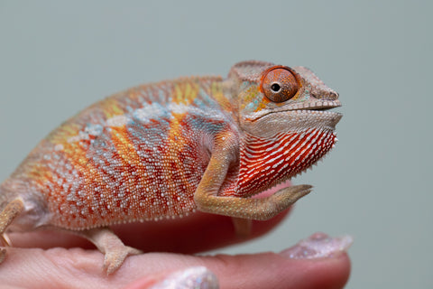 Holdbacks/Individuals: Ambilobe offspring from "Tefy-olana Zandry" (AKA Iron Man Jr) x "Raozy-rano" (AKA Rose Water) - Hatched June 2025 - Male #6