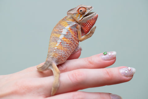 Holdbacks/Individuals: Ambilobe offspring from "Tefy-olana Zandry" (AKA Iron Man Jr) x "Raozy-rano" (AKA Rose Water) - Hatched June 2025 - Male #6