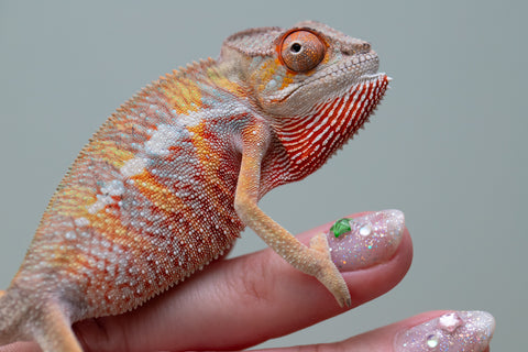 Holdbacks/Individuals: Ambilobe offspring from "Tefy-olana Zandry" (AKA Iron Man Jr) x "Raozy-rano" (AKA Rose Water) - Hatched June 2025 - Male #6