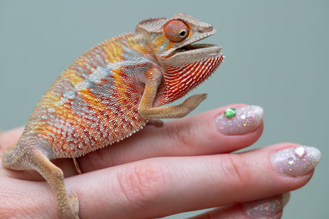 Holdbacks/Individuals: Ambilobe offspring from "Tefy-olana Zandry" (AKA Iron Man Jr) x "Raozy-rano" (AKA Rose Water) - Hatched June 2025 - Male #6