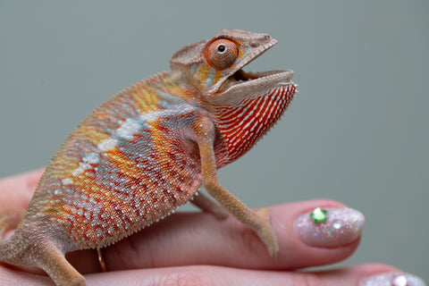 Holdbacks/Individuals: Ambilobe offspring from "Tefy-olana Zandry" (AKA Iron Man Jr) x "Raozy-rano" (AKA Rose Water) - Hatched June 2025 - Male #6
