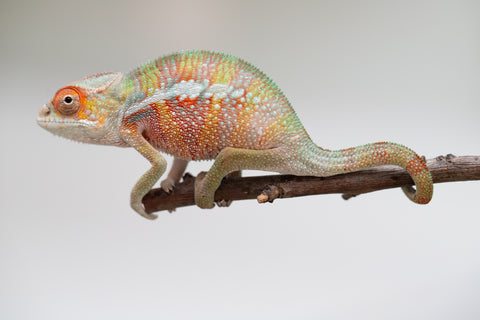 Holdbacks/Individuals: Ambilobe offspring from "Tefy-olana Zandry" (AKA Iron Man Jr) x "Raozy-rano" (AKA Rose Water) - Hatched June 2025 - Male #7