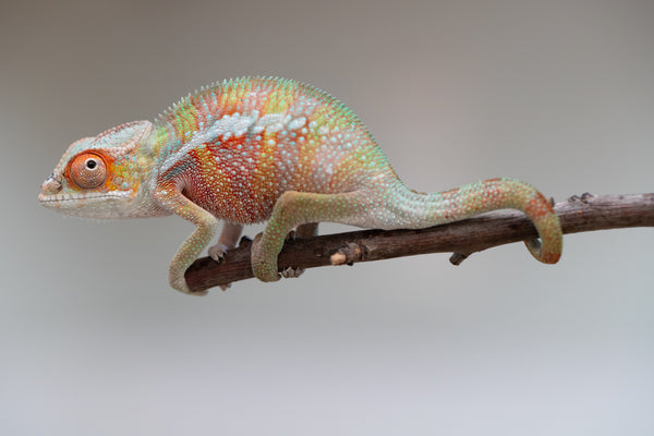 CHAMELEON LIFE 東京 amazarashi ① Chameleon - Zoozoo Animal World - Hameray Publishing
