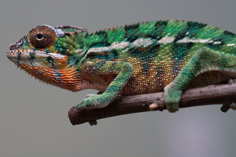 Holdbacks/Individuals: Ambilobe offspring from "Tefy-olana Zandry" (AKA Iron Man Jr) x "Raozy-rano" (AKA Rose Water) - Hatched August 2025 - Male #1