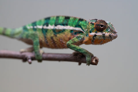 Holdbacks/Individuals: Ambilobe offspring from "Tefy-olana Zandry" (AKA Iron Man Jr) x "Raozy-rano" (AKA Rose Water) - Hatched August 2025 - Male #1