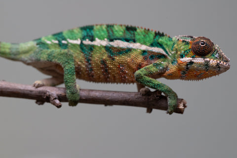 Holdbacks/Individuals: Ambilobe offspring from "Tefy-olana Zandry" (AKA Iron Man Jr) x "Raozy-rano" (AKA Rose Water) - Hatched August 2025 - Male #1