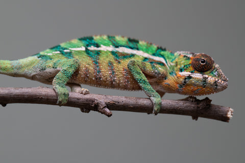 Holdbacks/Individuals: Ambilobe offspring from "Tefy-olana Zandry" (AKA Iron Man Jr) x "Raozy-rano" (AKA Rose Water) - Hatched August 2025 - Male #1