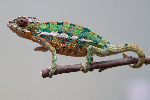 Holdbacks/Individuals: Ambilobe offspring from "Tefy-olana Zandry" (AKA Iron Man Jr) x "Raozy-rano" (AKA Rose Water) - Hatched August 2025 - Male #1