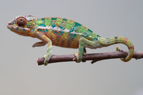 Holdbacks/Individuals: Ambilobe offspring from "Tefy-olana Zandry" (AKA Iron Man Jr) x "Raozy-rano" (AKA Rose Water) - Hatched August 2025 - Male #1