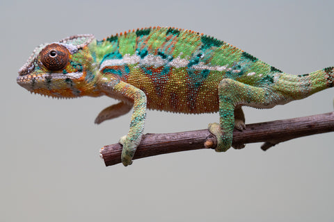 Holdbacks/Individuals: Ambilobe offspring from "Tefy-olana Zandry" (AKA Iron Man Jr) x "Raozy-rano" (AKA Rose Water) - Hatched August 2025 - Male #1