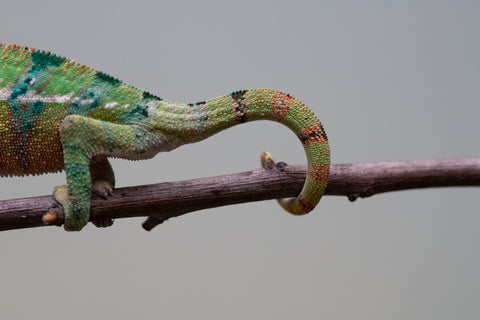 Holdbacks/Individuals: Ambilobe offspring from "Tefy-olana Zandry" (AKA Iron Man Jr) x "Raozy-rano" (AKA Rose Water) - Hatched August 2025 - Male #1