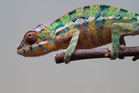 Holdbacks/Individuals: Ambilobe offspring from "Tefy-olana Zandry" (AKA Iron Man Jr) x "Raozy-rano" (AKA Rose Water) - Hatched August 2025 - Male #1