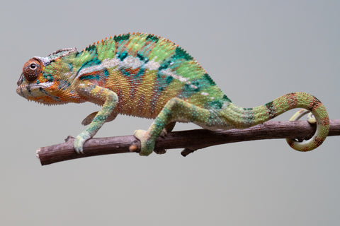 Holdbacks/Individuals: Ambilobe offspring from "Tefy-olana Zandry" (AKA Iron Man Jr) x "Raozy-rano" (AKA Rose Water) - Hatched August 2025 - Male #1