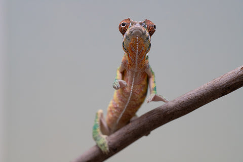 Holdbacks/Individuals: Ambilobe offspring from "Tefy-olana Zandry" (AKA Iron Man Jr) x "Raozy-rano" (AKA Rose Water) - Hatched August 2025 - Male #1