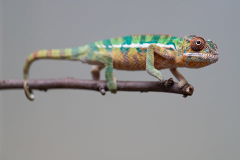 Holdbacks/Individuals: Ambilobe offspring from "Tefy-olana Zandry" (AKA Iron Man Jr) x "Raozy-rano" (AKA Rose Water) - Hatched August 2025 - Male #1