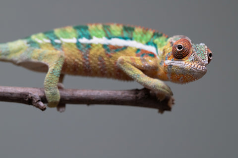 Holdbacks/Individuals: Ambilobe offspring from "Tefy-olana Zandry" (AKA Iron Man Jr) x "Raozy-rano" (AKA Rose Water) - Hatched August 2025 - Male #1