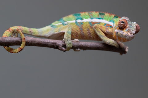 Holdbacks/Individuals: Ambilobe offspring from "Tefy-olana Zandry" (AKA Iron Man Jr) x "Raozy-rano" (AKA Rose Water) - Hatched August 2025 - Male #1