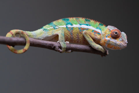 Holdbacks/Individuals: Ambilobe offspring from "Tefy-olana Zandry" (AKA Iron Man Jr) x "Raozy-rano" (AKA Rose Water) - Hatched August 2025 - Male #1