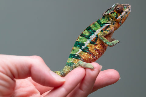 Holdbacks/Individuals: Ambilobe offspring from "Tefy-olana Zandry" (AKA Iron Man Jr) x "Raozy-rano" (AKA Rose Water) - Hatched August 2025 - Male #1