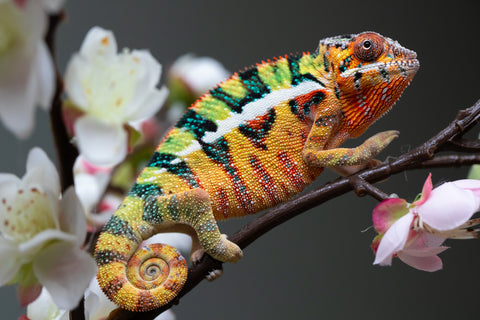 Holdbacks/Individuals: "Pick of Litter" Ambilobe offspring from "Tefy-olana Zandry" (AKA Iron Man Jr) x "Raozy-rano" (AKA Rose Water) - Hatched August 2025 - Male #1