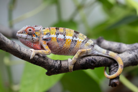 Holdbacks/Individuals: "Pick Of Litter" Ambilobe Offspring From "Tequila Fiposahana" (AKA Tequila Sunrise) x "Biby" (AKA Bug) - Hatched Dec 2025 - Jan 2026 - Male #1