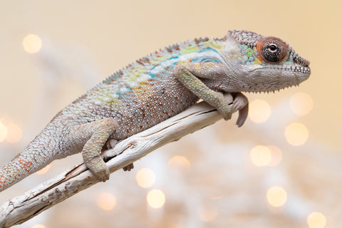 Holdbacks/Individuals: Ambilobe offspring from "Tequila Fiposahana" (AKA Tequila Sunrise) x "Biby" (AKA Bug) - Hatched Oct 2025 - Male #1