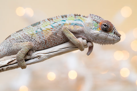 Holdbacks/Individuals: Ambilobe offspring from "Tequila Fiposahana" (AKA Tequila Sunrise) x "Biby" (AKA Bug) - Hatched Oct 2025 - Male #1