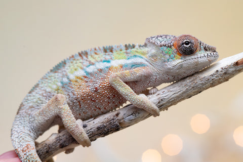 Holdbacks/Individuals: Ambilobe offspring from "Tequila Fiposahana" (AKA Tequila Sunrise) x "Biby" (AKA Bug) - Hatched Oct 2025 - Male #1